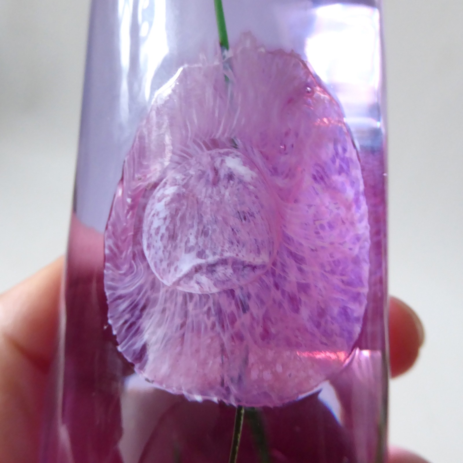 Signed Caithness Carnations flower paperweight, neodymium mauve art glass - Image 11